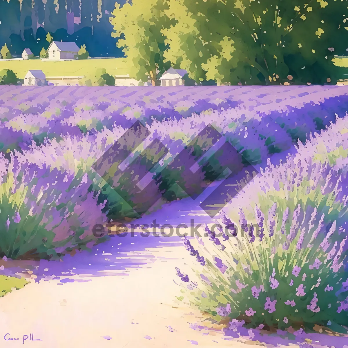 Picture of Lavender Field Blooming in Colorful Aquatic Fountain