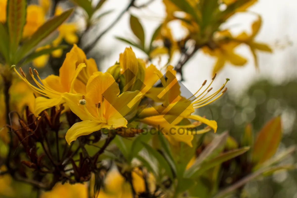 Picture of Bright Yellow Sunflower Garden Bouquet Blooming in Field.