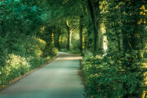 Autumn Park Landscape with Trees and Road