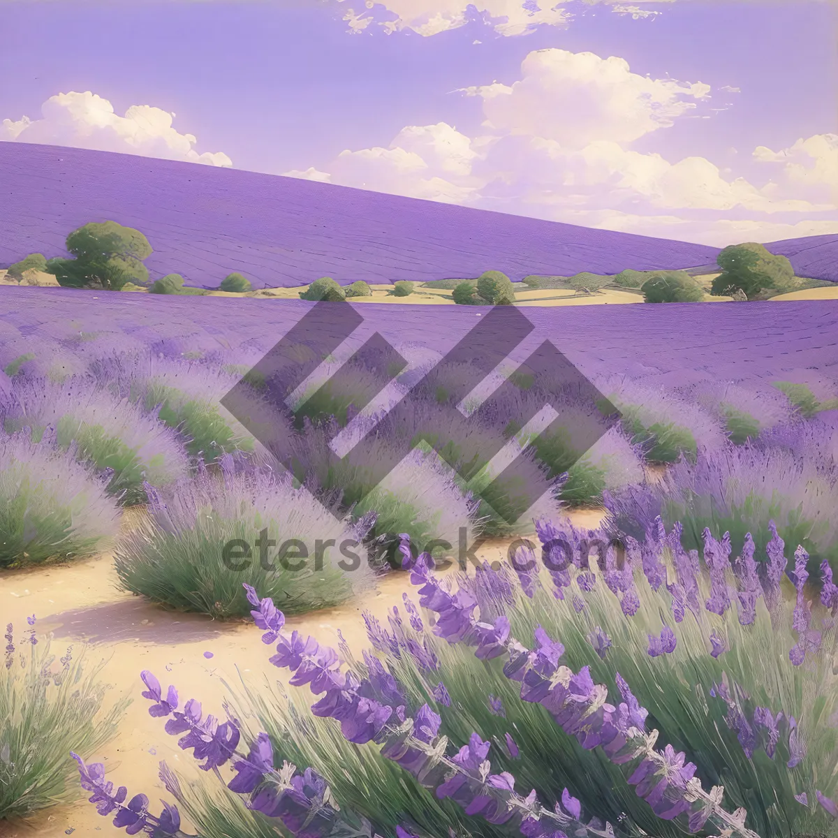 Picture of Lavender Field in the Countryside