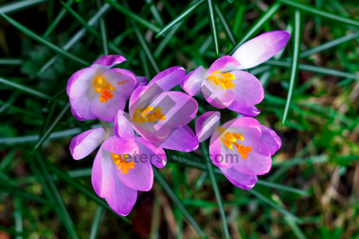 Picture of Tropical Pink Crocus Bloom in Garden