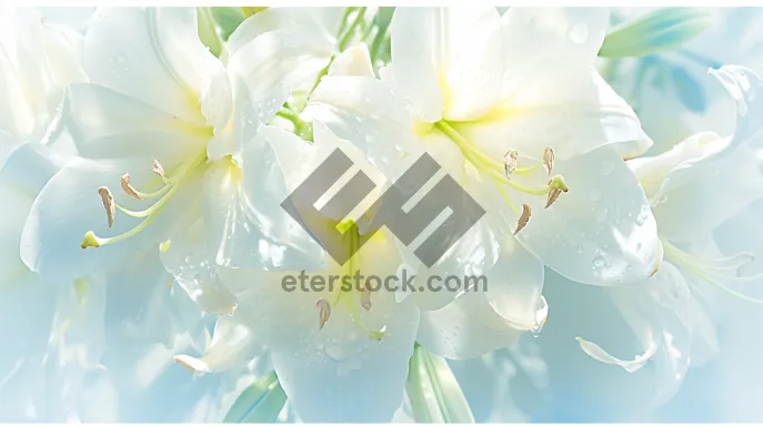 Picture of Floral winter holiday graphic design with pink lilies