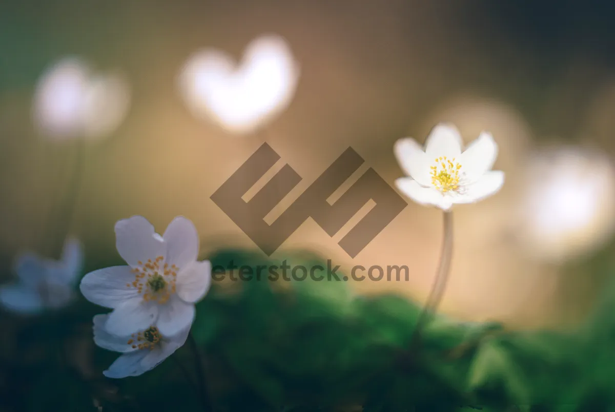 Picture of Fresh floral closeup of false rue anemone blossom