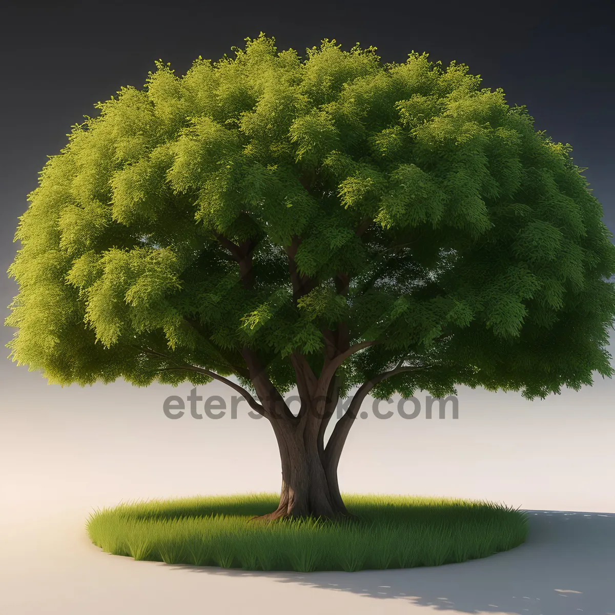 Picture of Natural Miniature Oak Tree in Summer Garden