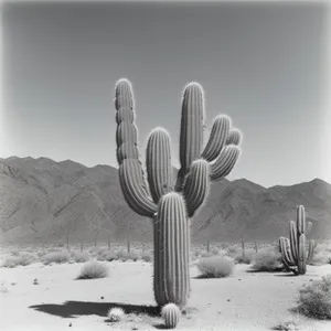 Saguaro silhouette against vibrant desert sunset