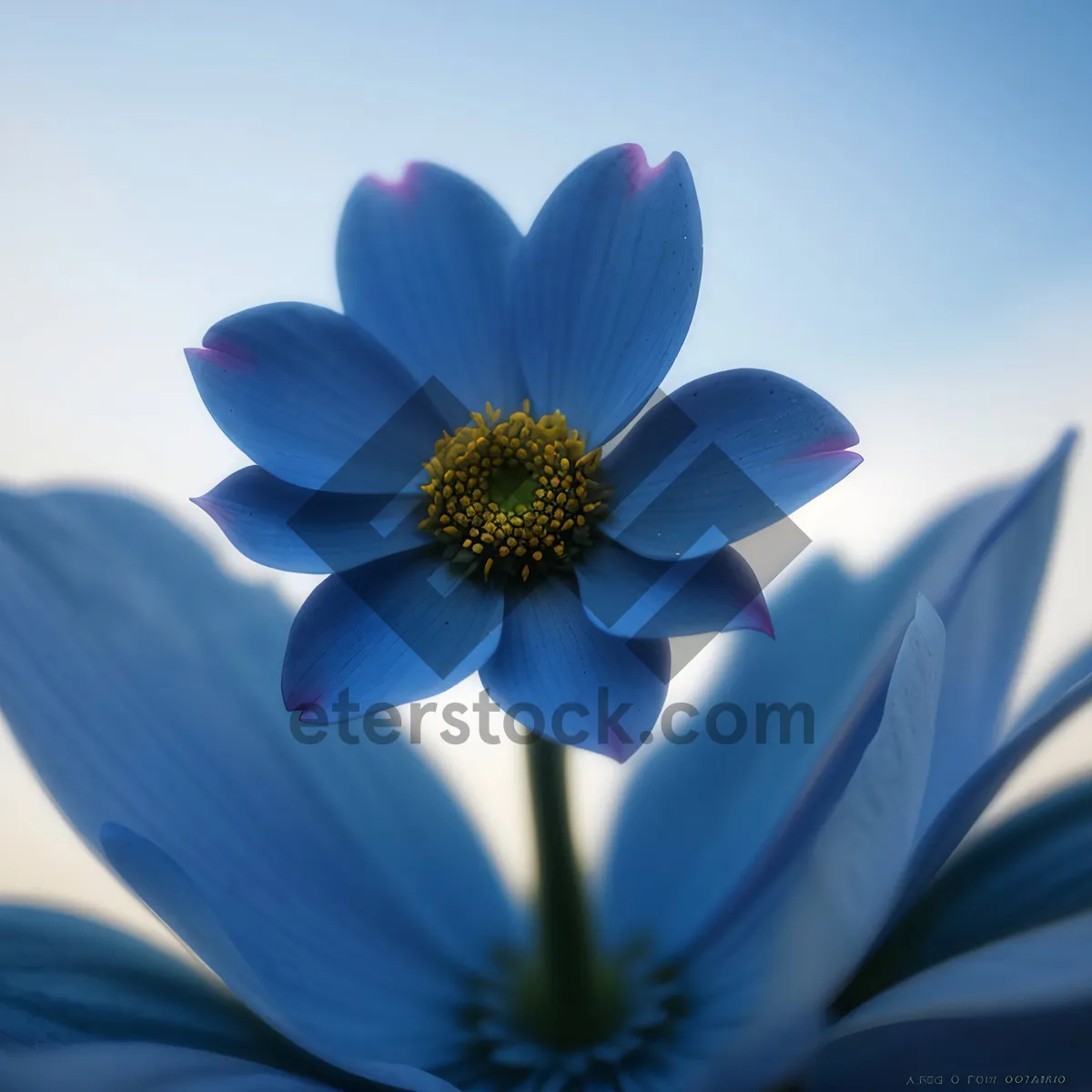 Picture of Yellow Daisy Closeup with Pink Petals in Garden