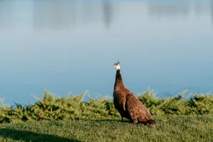 Black Grouse and Peacock in the Wild Sky