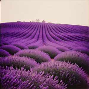 Colorful Lavender Flowers in Rural Garden