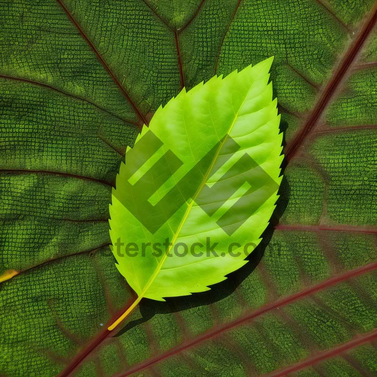 Picture of Bright Summer Leaf: Organic Texture in Forest