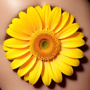 Daisy and Sunflower Blooming in Bright Garden