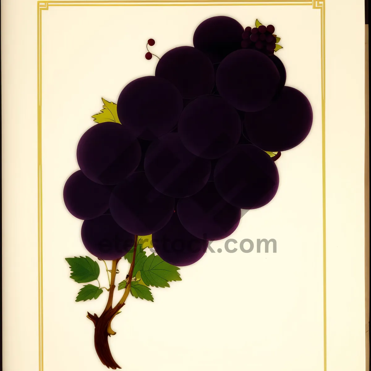 Picture of Fresh Harvest: Juicy Purple Grapes from Vineyard