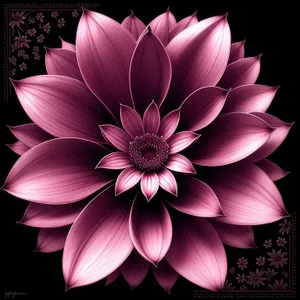 Pink Daisy Blossom - Lovely Floral Petal in Bloom