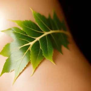 Vibrant Maple Leaf in Lush Summer Woods