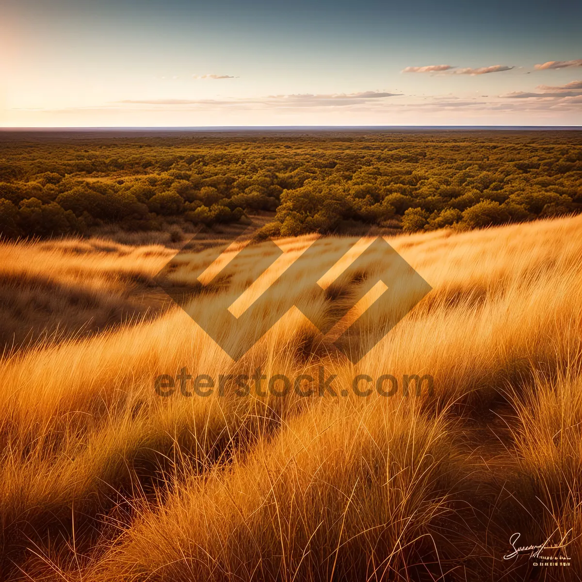 Picture of Golden Wheat Field at Sunset