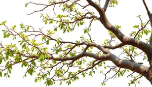 Spring foliage in park, trees against sky