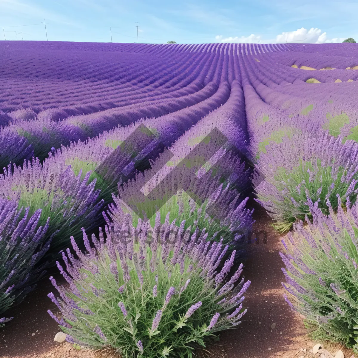 Picture of Field of Purple Lavender Flowers in Rural Landscape