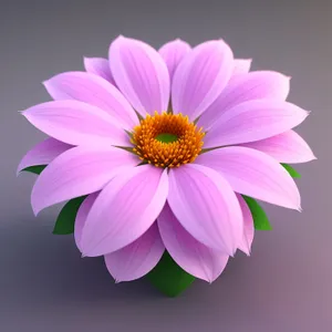 Bright Pink Daisy Blossom in Full Bloom