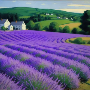 Serene Lavender Fields in Blossom