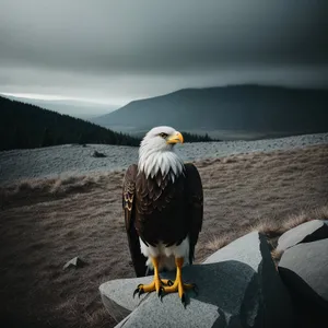 Majestic Bald Eagle Soaring in the Wild