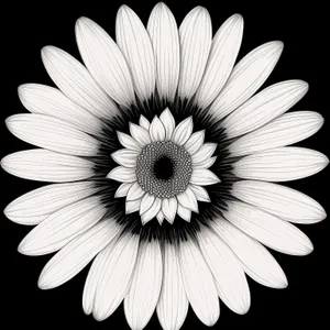 Daisy Bloom - Fresh Floral Blossom in Summer Meadow