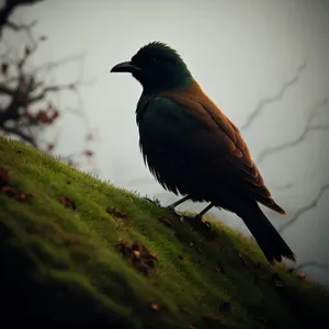 Nighttime Avian Serenade on Branch