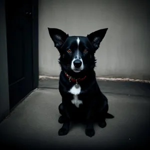 Adorable black Cardigan Corgi puppy portrait