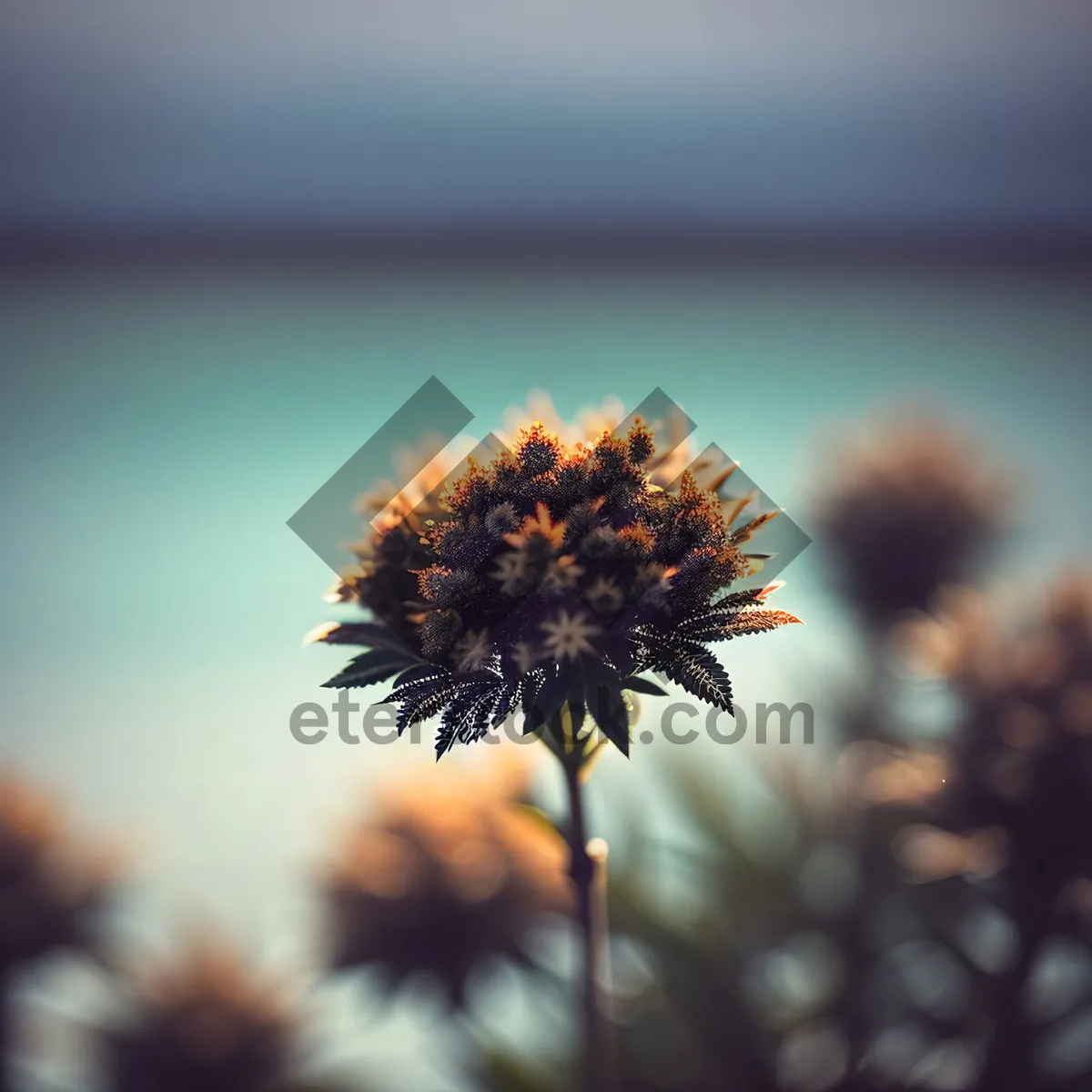 Picture of Vibrant Sunflower Blooming Under the Summer Sky