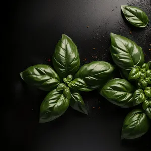 Fresh Basil Leaves for Healthy Organic Cooking Recipe