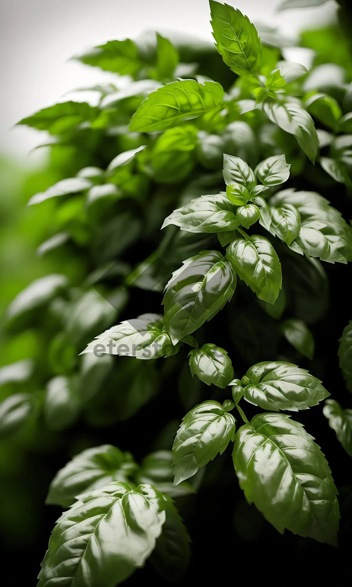 Picture of Fresh Basil Leaves on Branch in Spring Garden.