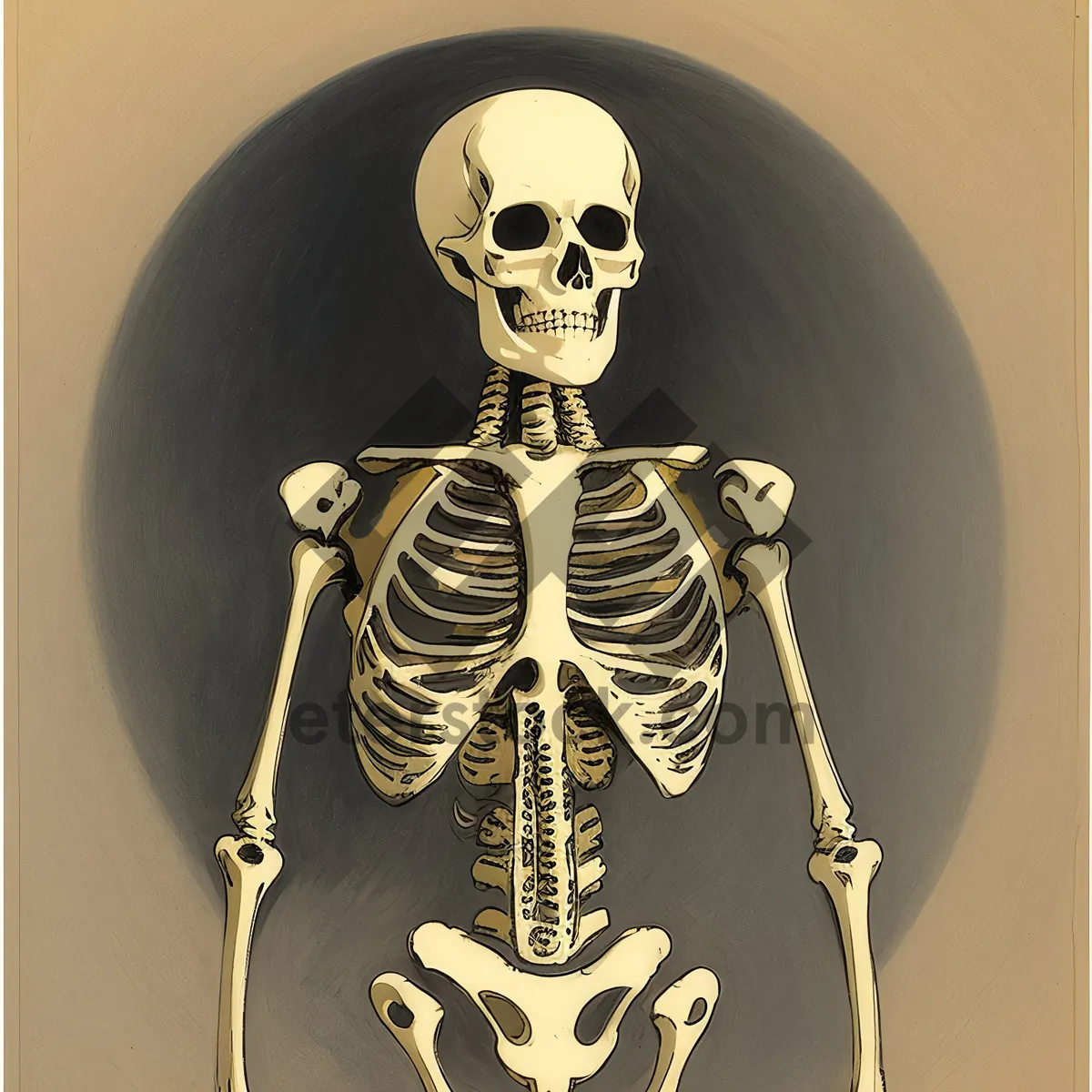 Picture of Human Skull Skeleton - Anatomy and Science