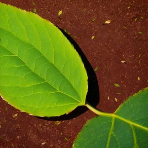 Lush Foliage: Vibrant Leaves of a Fig Tree