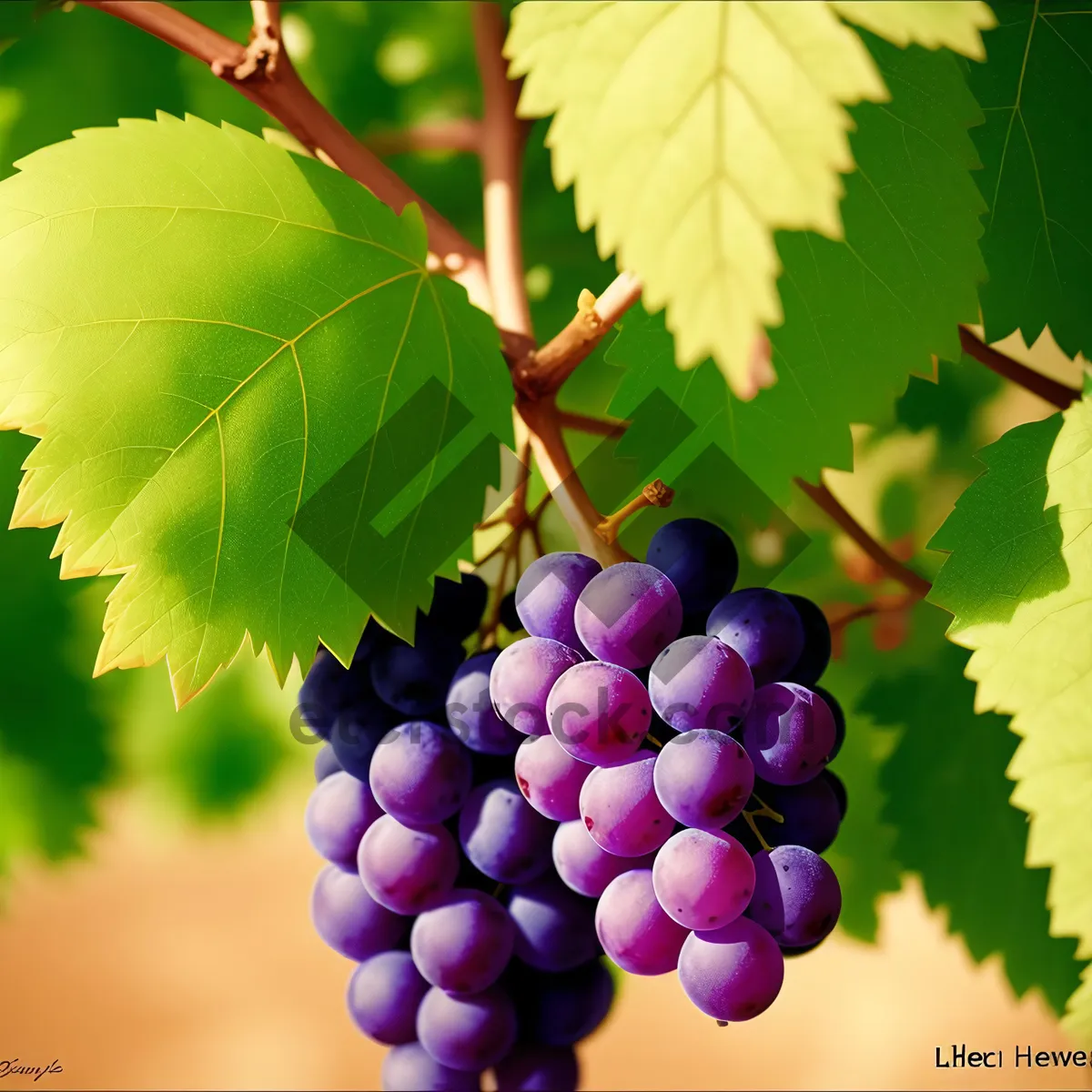 Picture of Vibrant Harvest: Ripe, Juicy Grapes from a Rural Vineyard