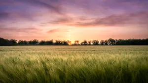 Golden Hour Sunset in Rural Countryside