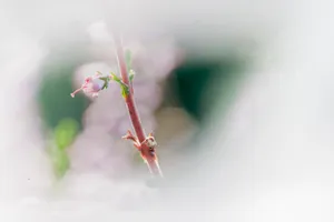 Spring Blossom on Tree Branch with Ants