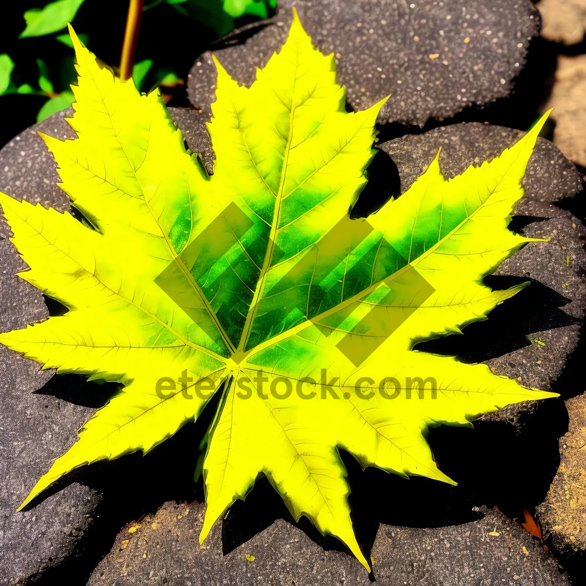 Picture of Vibrant Autumn Foliage in a Golden Forest