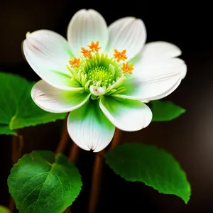 Colorful Blooming Lily in Water Pond