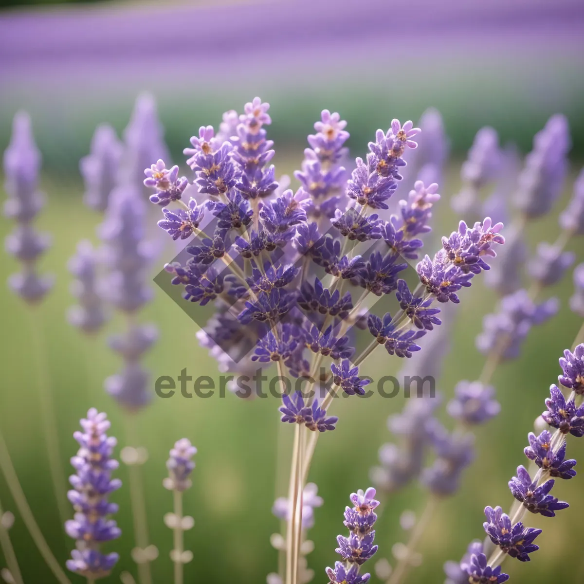 Picture of Blooming Lavender Field in Rural Countryside
