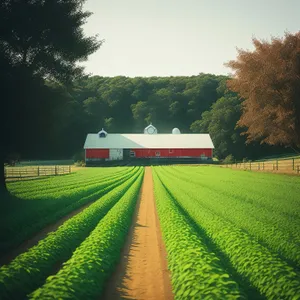 Idyllic Rural Farm Landscape with Soybean Field