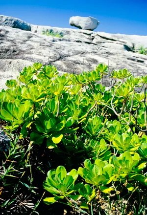 Summer Vegetable Garden in Rural Meadow Landscape. The colors and crystal clear water of the archipelago of the Similan Islands National Park, Thailand, Asia