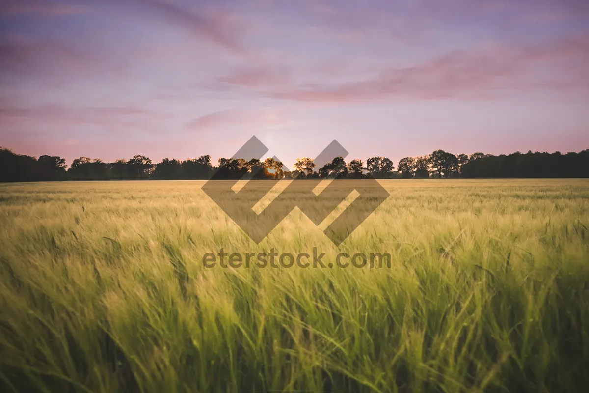 Picture of Summer Rice Field Under a Sunny Sky