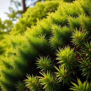 Sparkling Evergreen: Festive Pine Tree with Fireworks