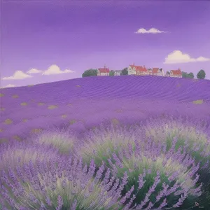 Vibrant Lavender Field at Night