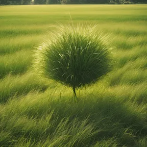 Vibrant Wheat Field Under Sunny Sky