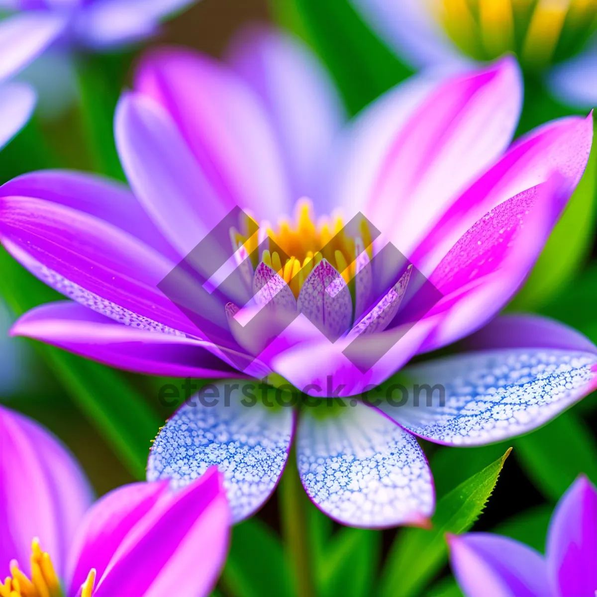 Picture of Close-up of Beautiful Pink Lotus Flower in Bloom