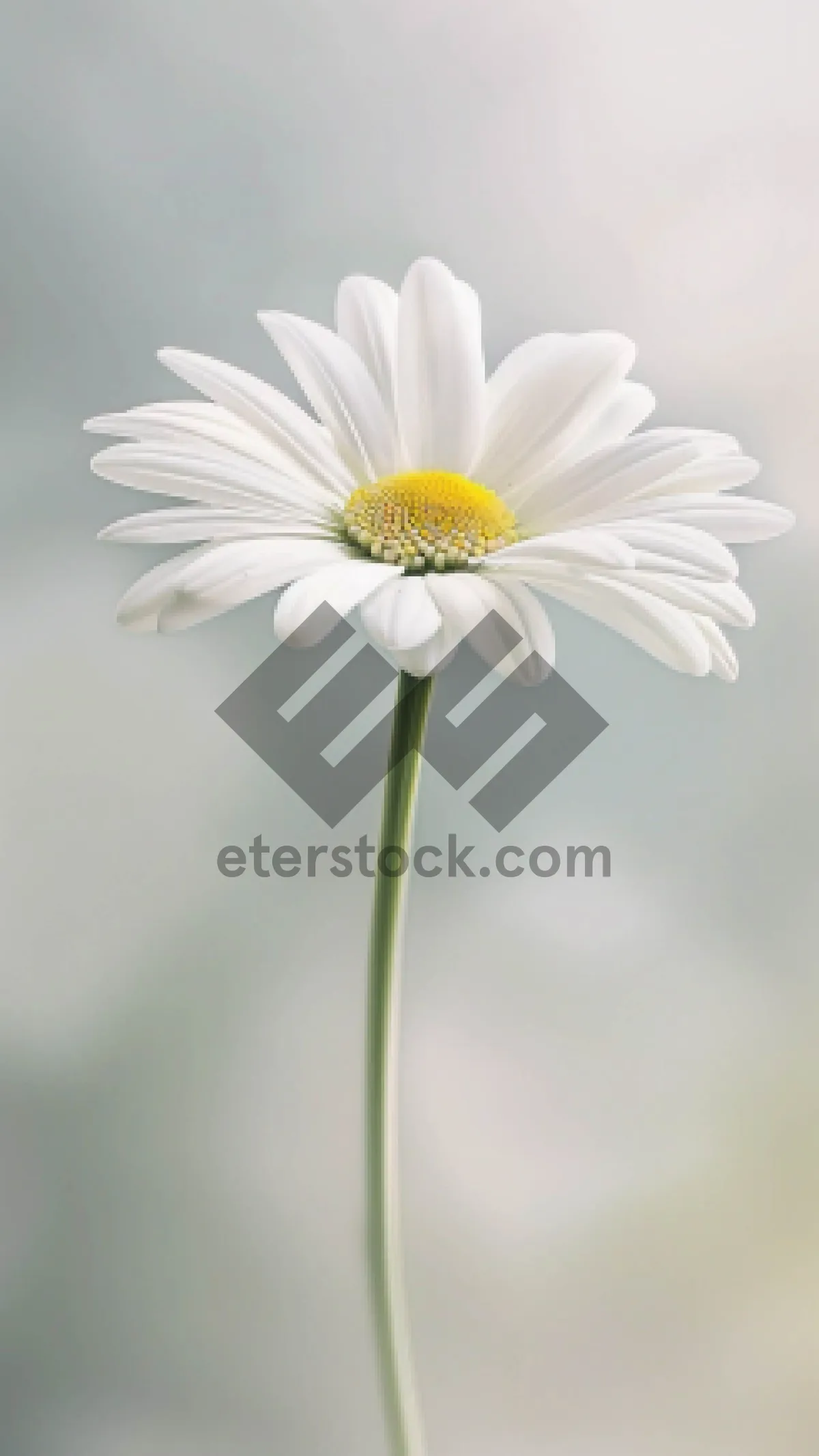 Picture of Bright Yellow Chamomile Daisy Blooming Outdoors Closeup