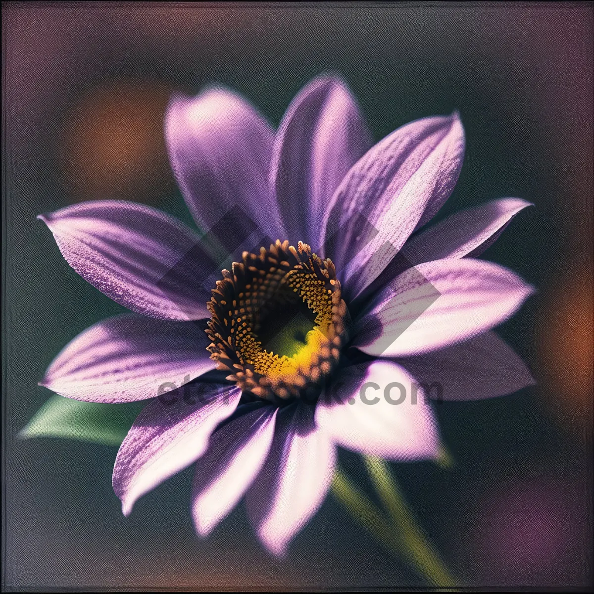 Picture of Blooming Pink Daisy in Summer Garden