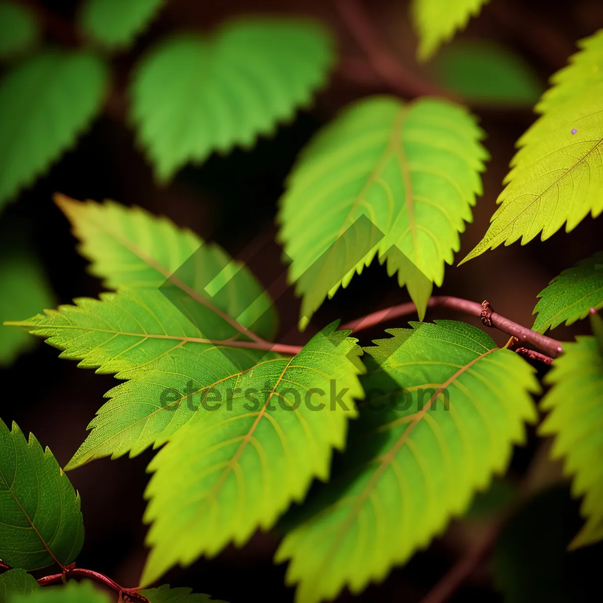 Picture of Lush Sumac Leaves in Sunlit Forest