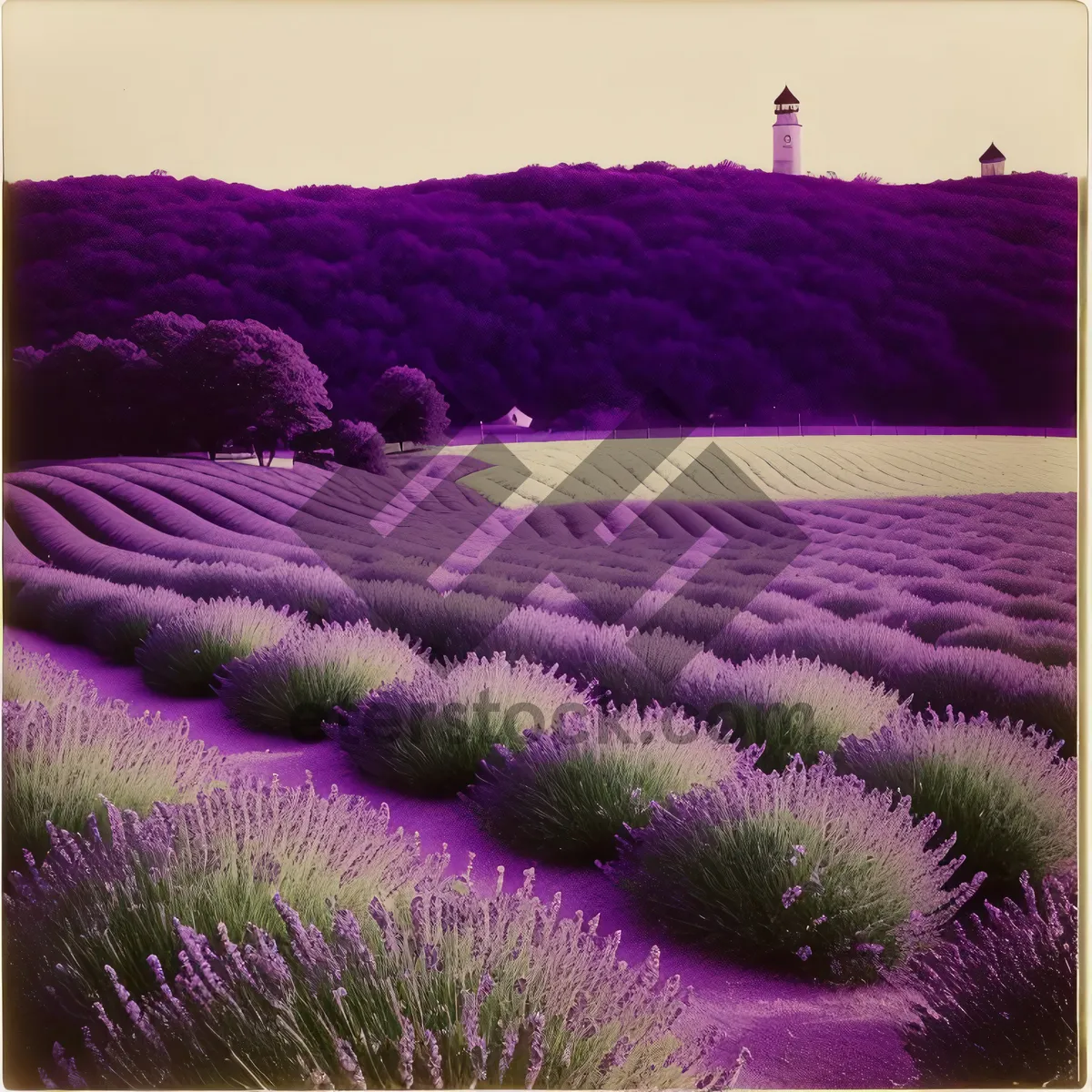 Picture of Colorful Lavender Shrub in Vibrant Flower Field