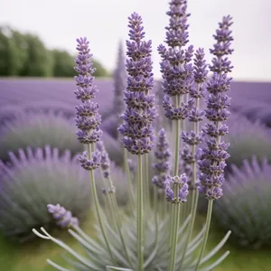 Wildflower Blossom in a Lavender Field