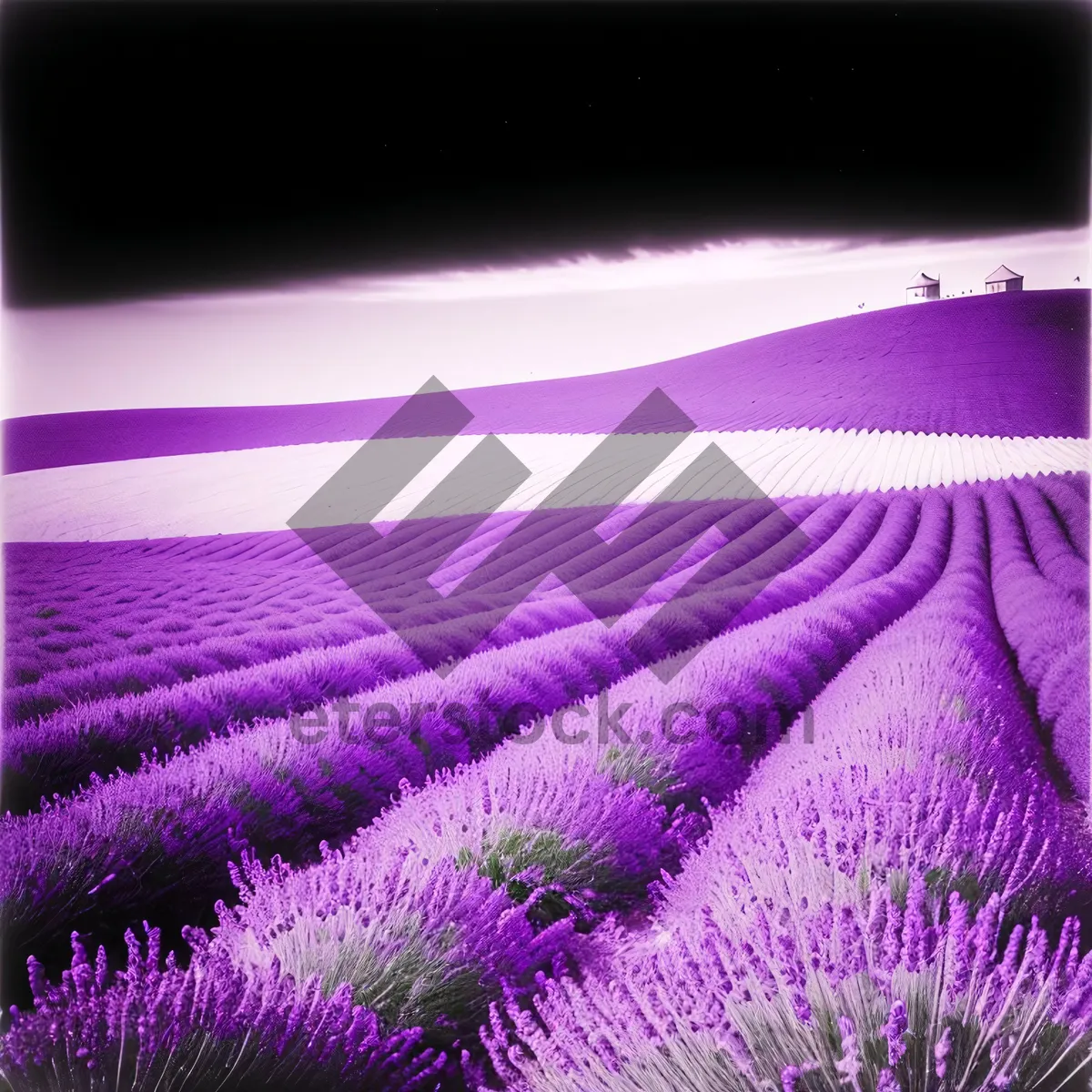 Picture of Lavender blooming in vibrant purple hue